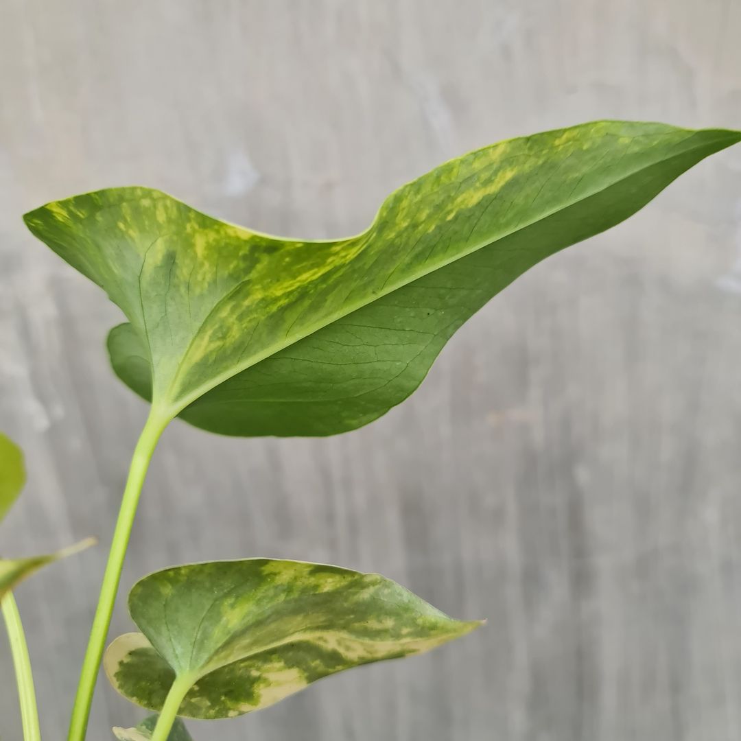 Anthurium Brownii Variegated Small KOKONATPLANT