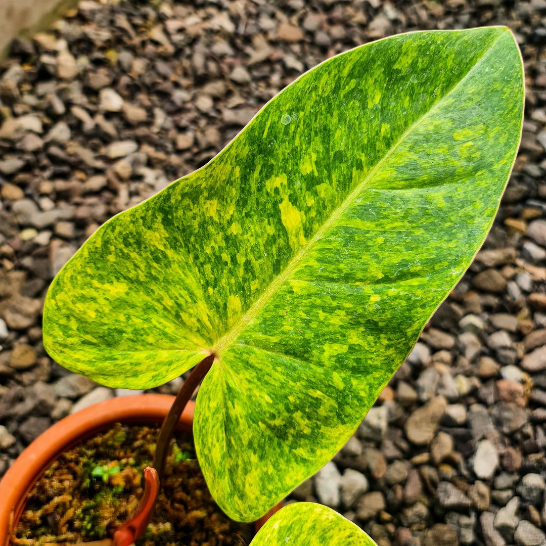 Philodendron Painted Lady Tropical Plants KOKONATPLANT