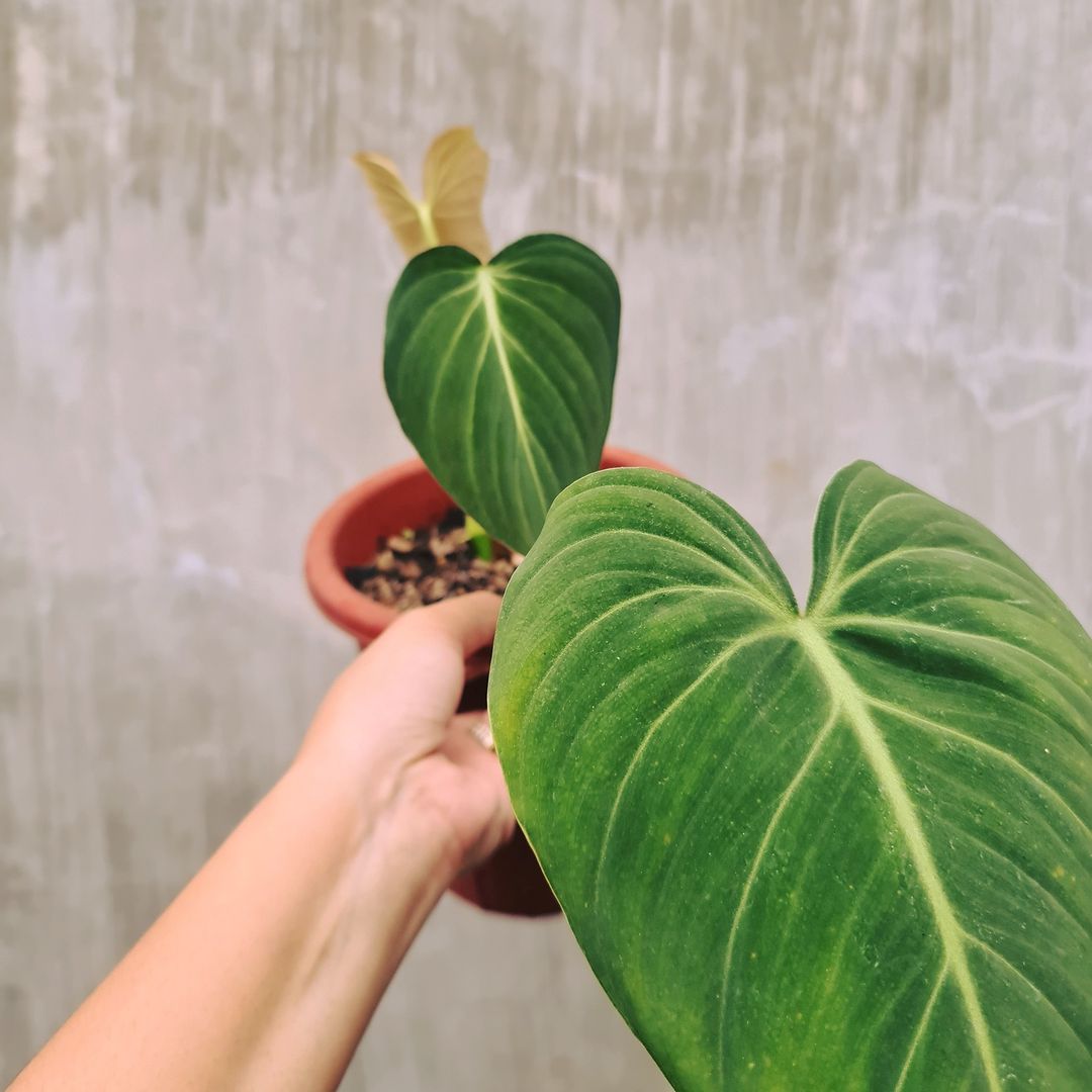 Philodendron Glorious (Gloriosum x Melanochrysum) Tropical Plants KOKONATPLANT