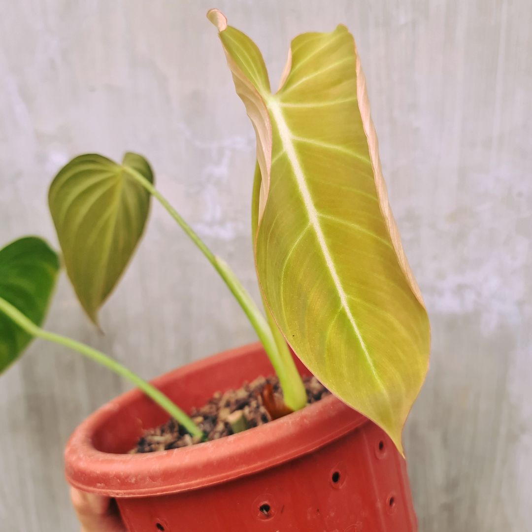 Philodendron Glorious (Gloriosum x Melanochrysum) Tropical Plants KOKONATPLANT