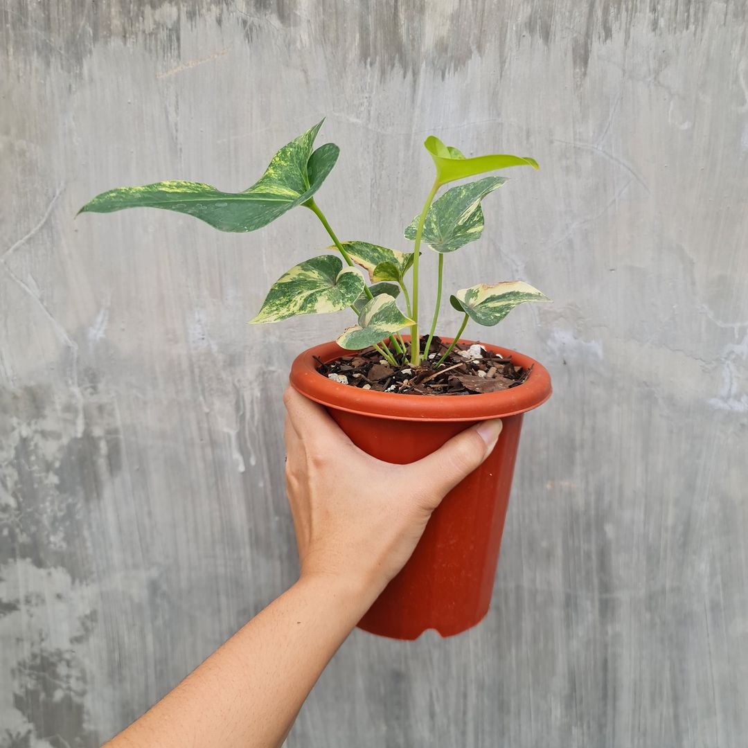 Anthurium Brownii Variegated Small KOKONATPLANT