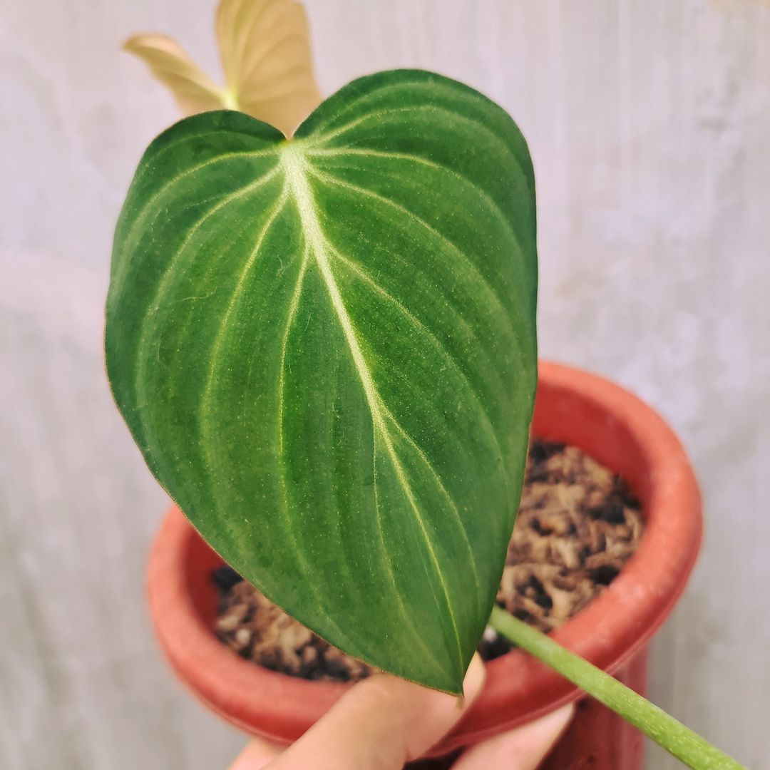 Philodendron Glorious (Gloriosum x Melanochrysum) Tropical Plants KOKONATPLANT