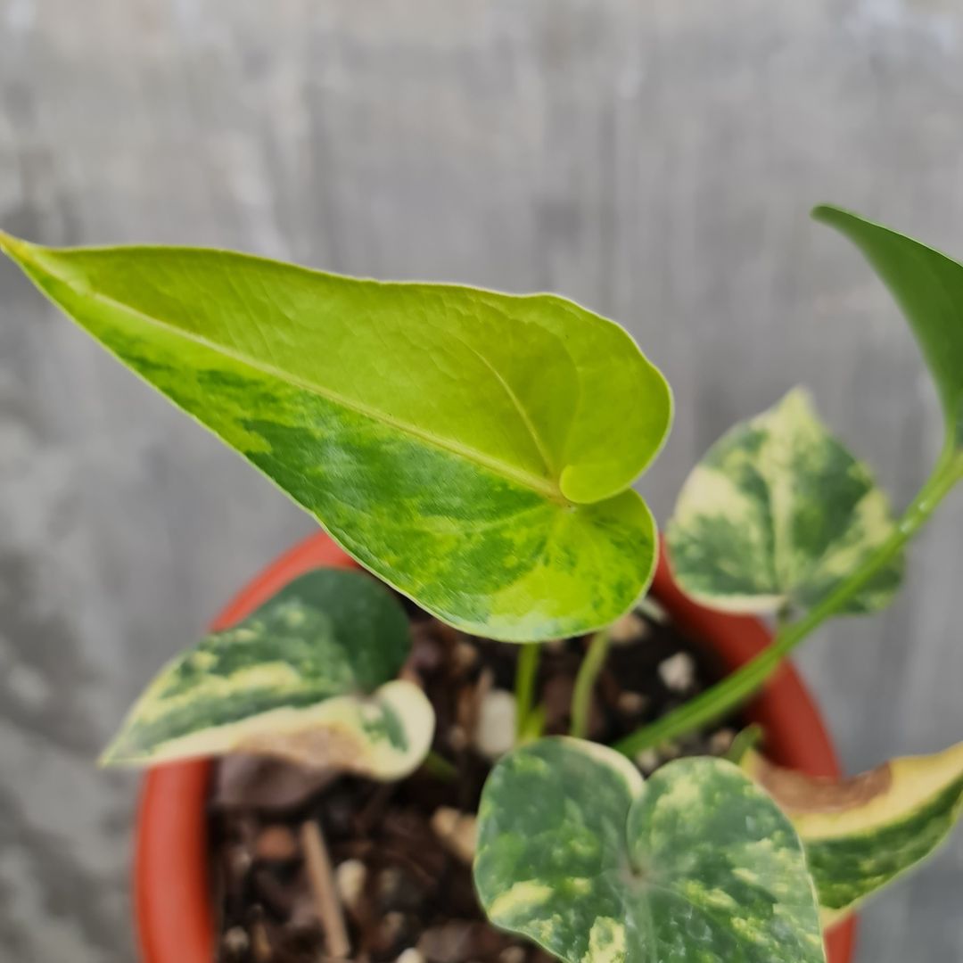 Anthurium Brownii Variegated Small KOKONATPLANT