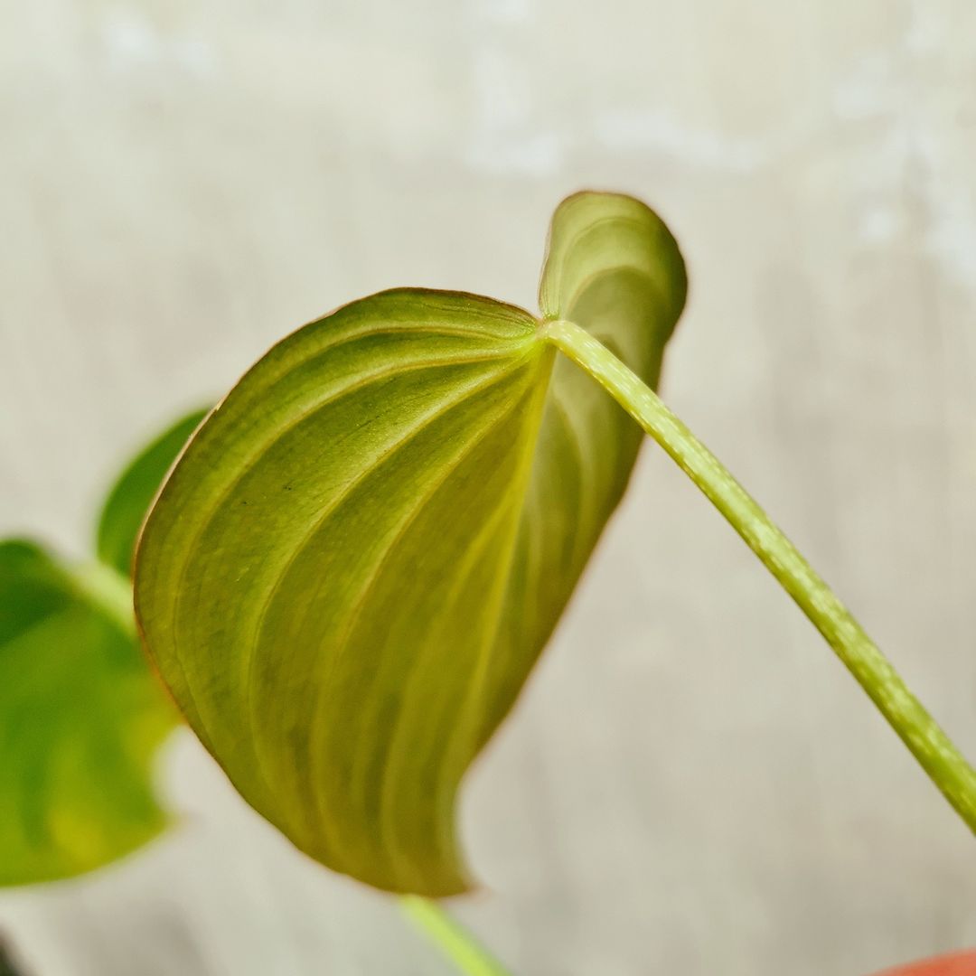 Philodendron Glorious (Gloriosum x Melanochrysum) Tropical Plants KOKONATPLANT