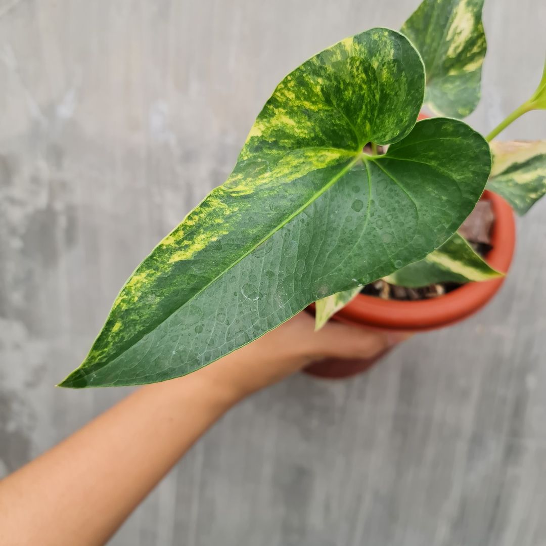 Anthurium Brownii Variegated Small KOKONATPLANT