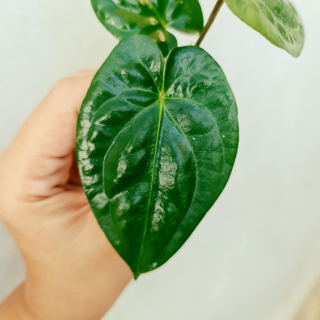 Anthurium Dark Phoenix Tropical Plants KOKONATPLANT