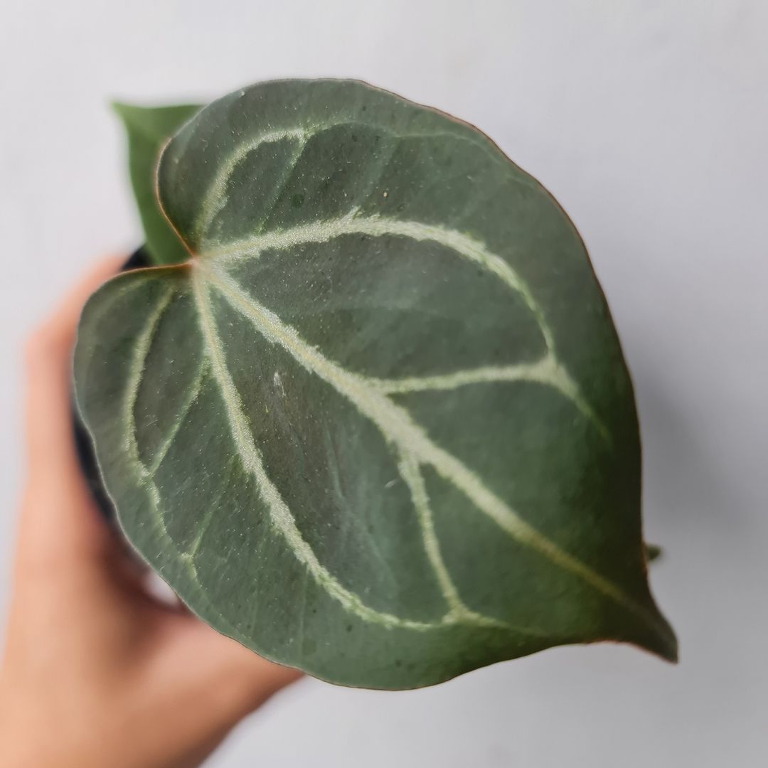 Anthurium King Of Spades Small KOKONATPLANT