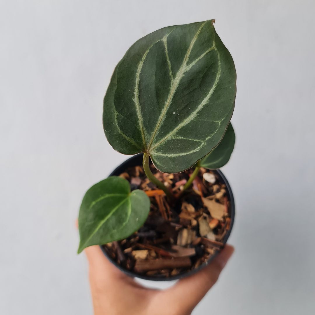 Anthurium King Of Spades Small KOKONATPLANT