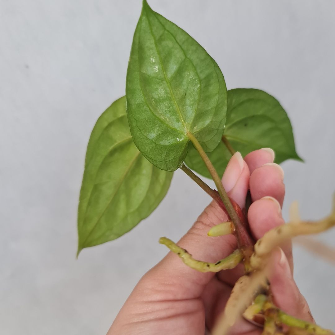 Anthurium Dark Phoenix Tropical Plants KOKONATPLANT