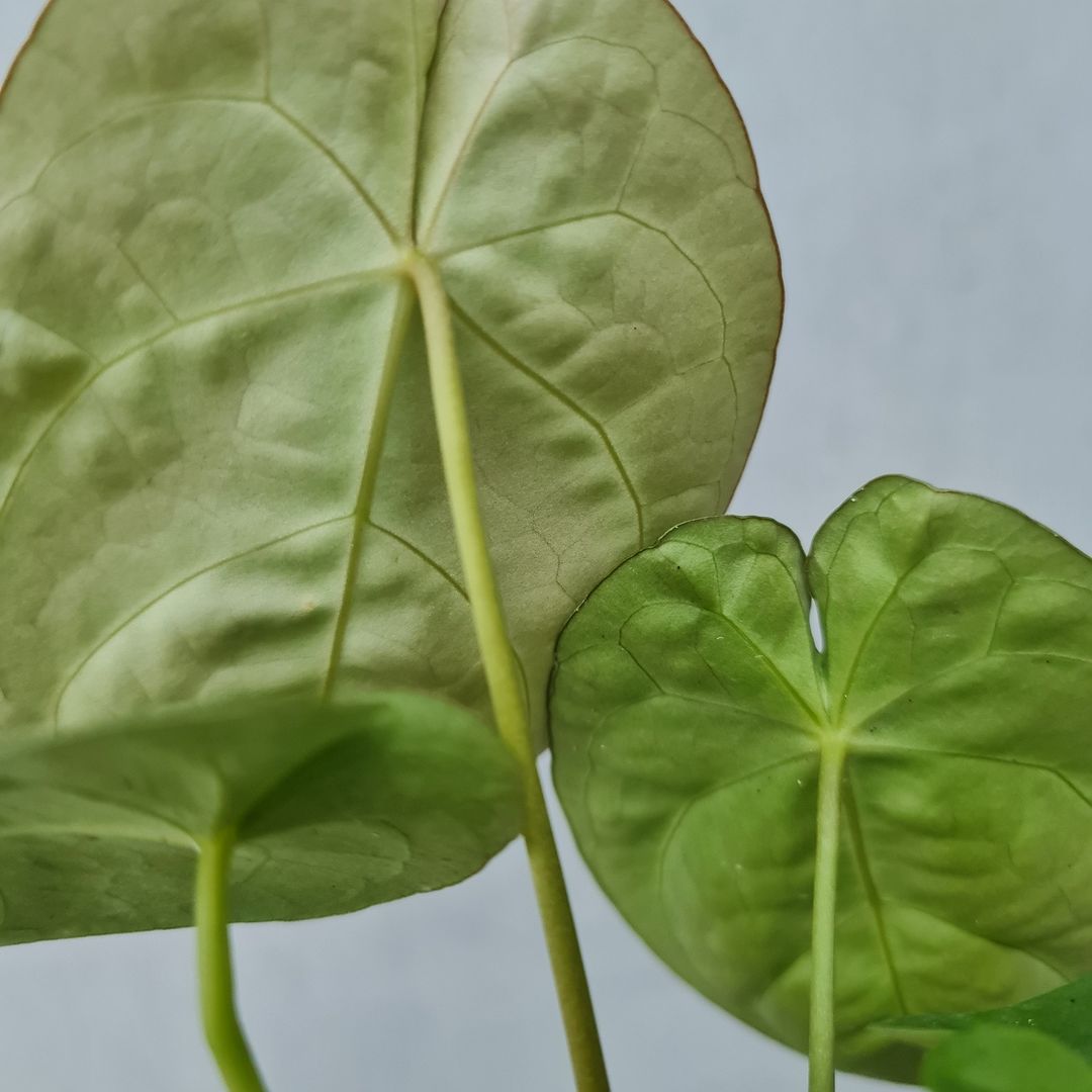 Anthurium Dessleri KOKONATPLANT