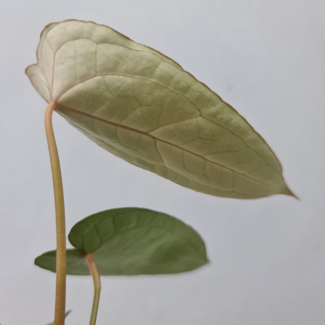 Anthurium Forgetii Silver Small KOKONATPLANT
