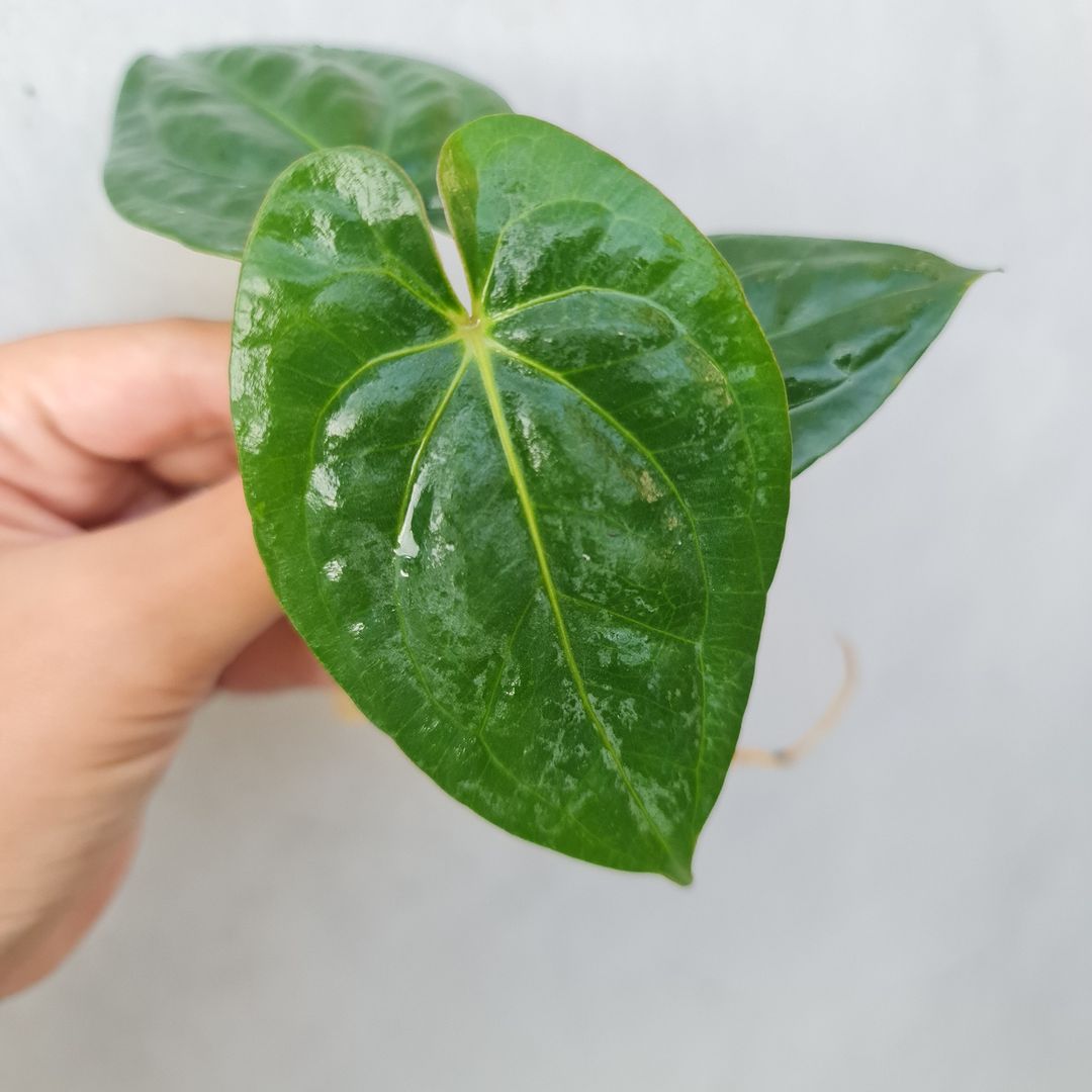Anthurium Dark Phoenix Tropical Plants KOKONATPLANT