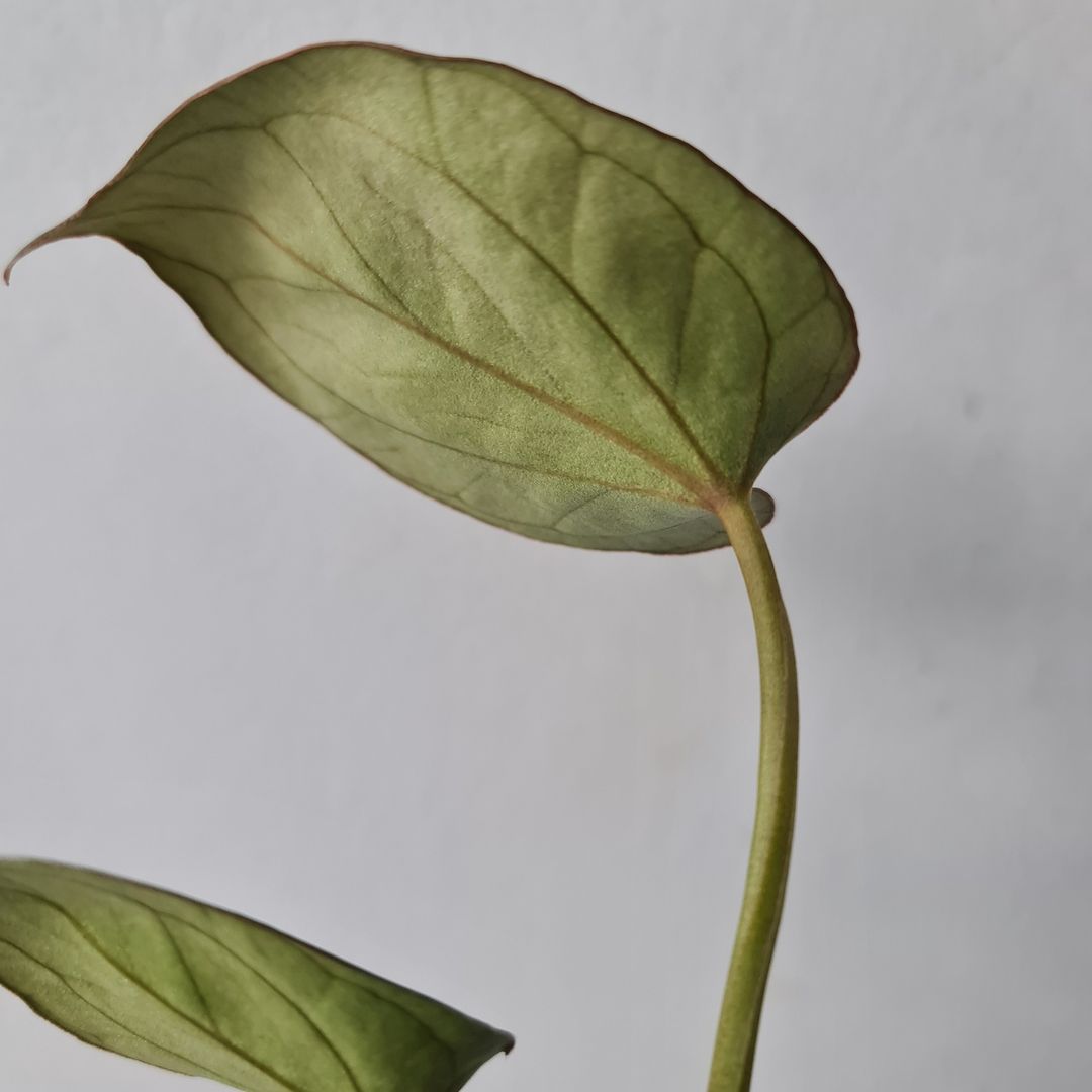 Anthurium King Of Spades Small KOKONATPLANT