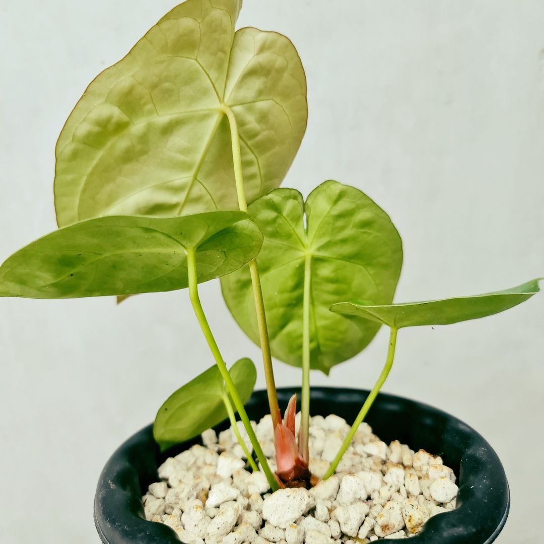 Anthurium Dessleri KOKONATPLANT