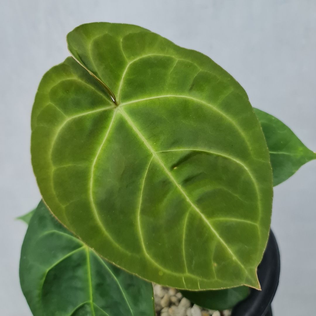 Anthurium Dessleri KOKONATPLANT