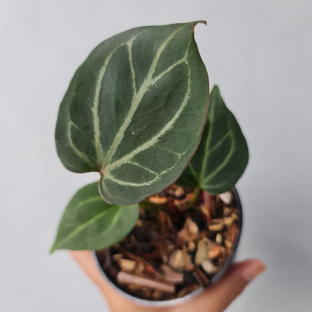 Anthurium King Of Spades Small KOKONATPLANT