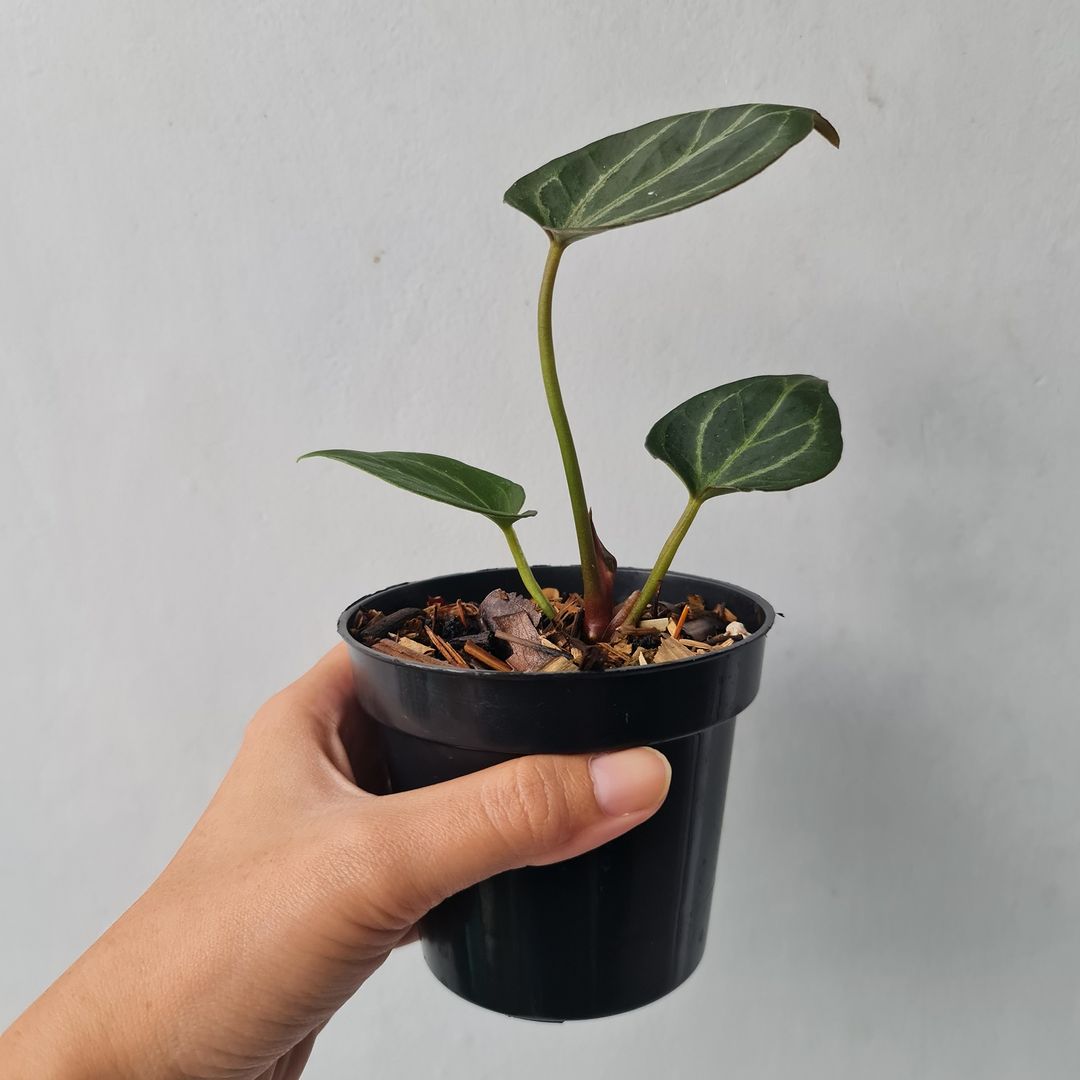 Anthurium King Of Spades Small KOKONATPLANT