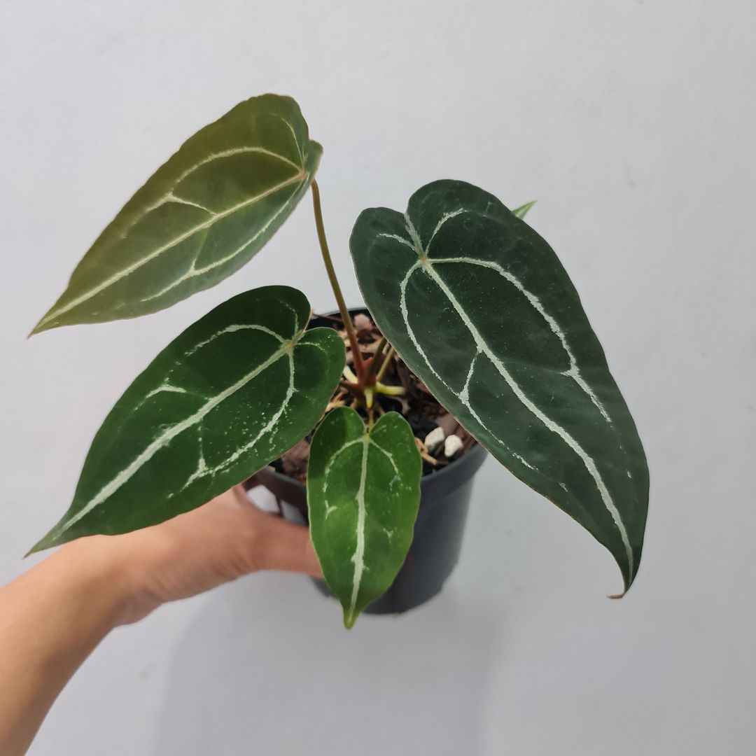 Anthurium Forgetii Silver Small KOKONATPLANT
