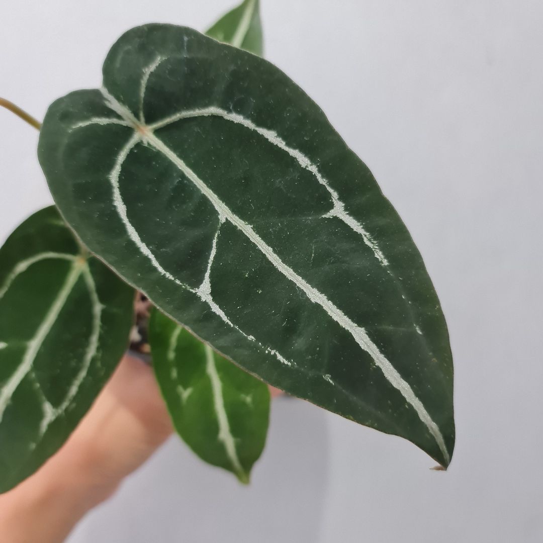 Anthurium Forgetii Silver Small KOKONATPLANT