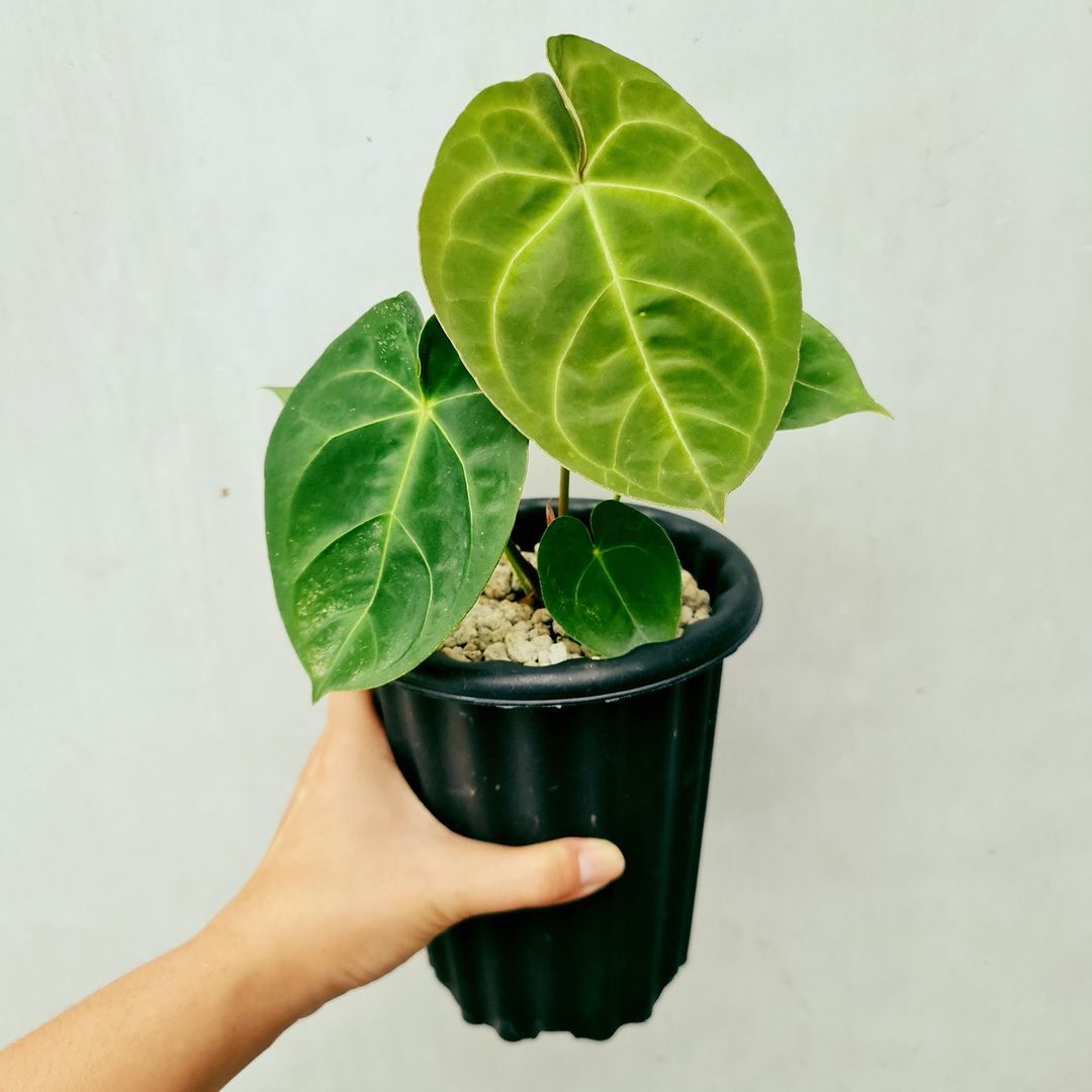 Anthurium Dessleri KOKONATPLANT