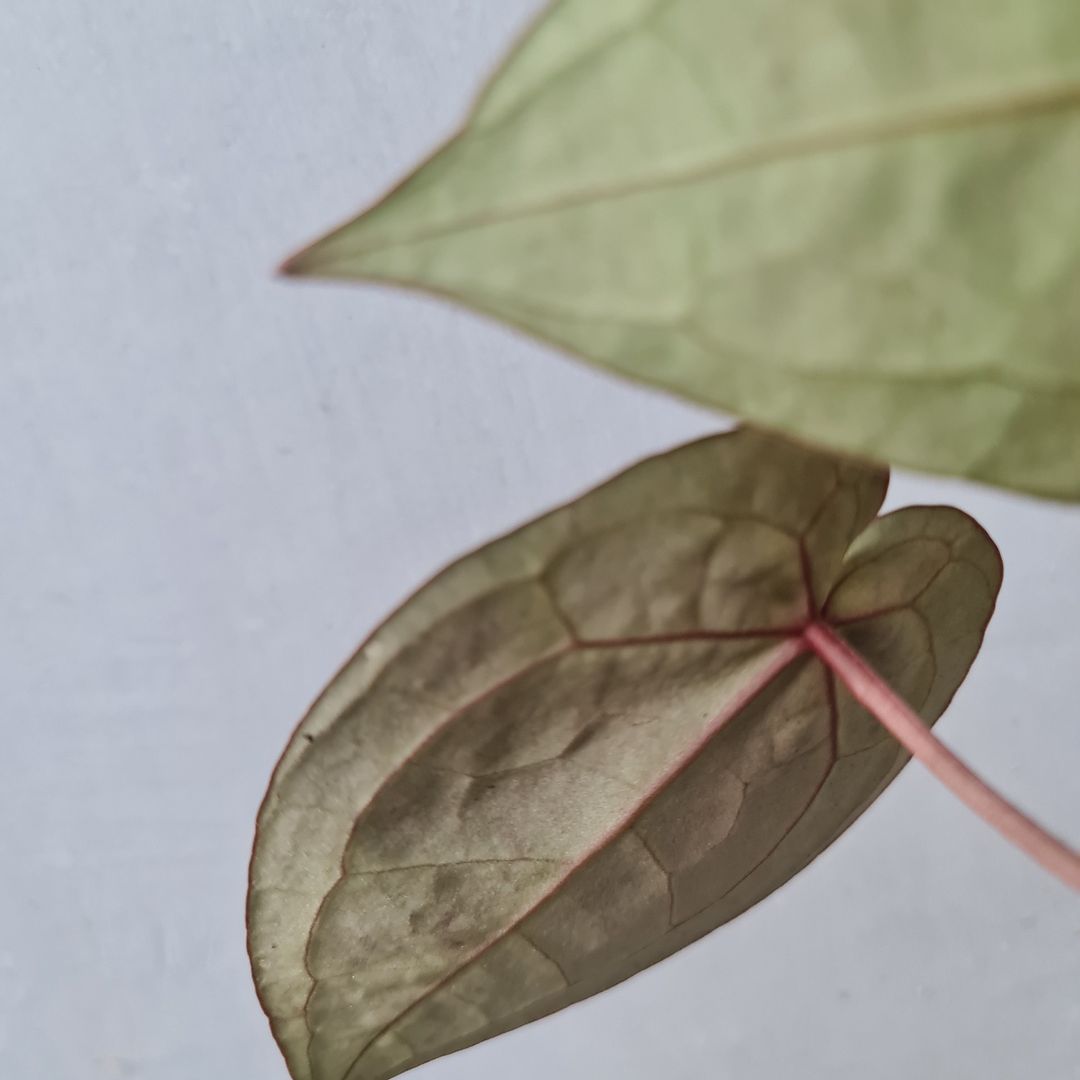 Anthurium Red Crystallinum NSE Tropical Plants KOKONATPLANT