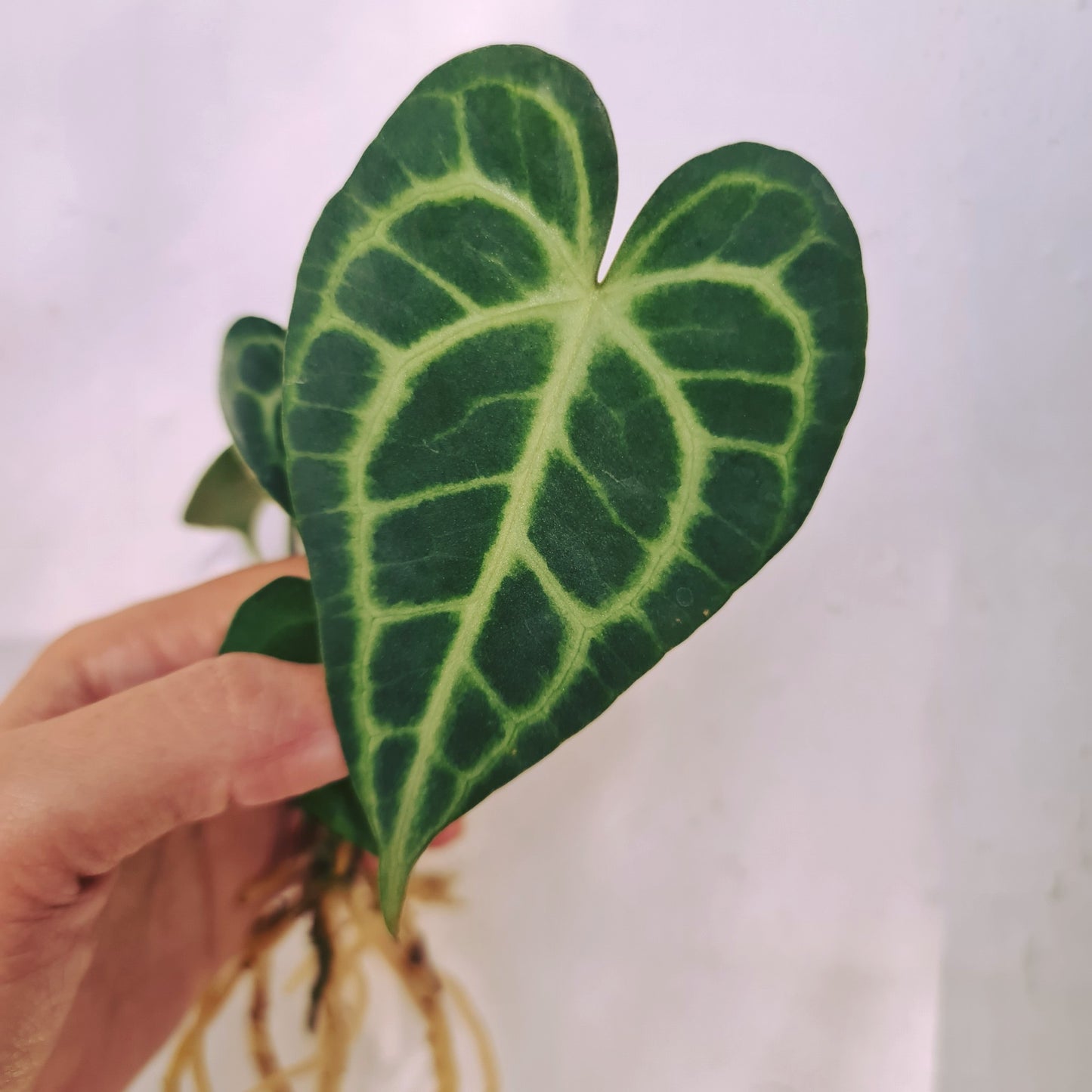 Anthurium King Clarinervium Tropical Plants KOKONATPLANT
