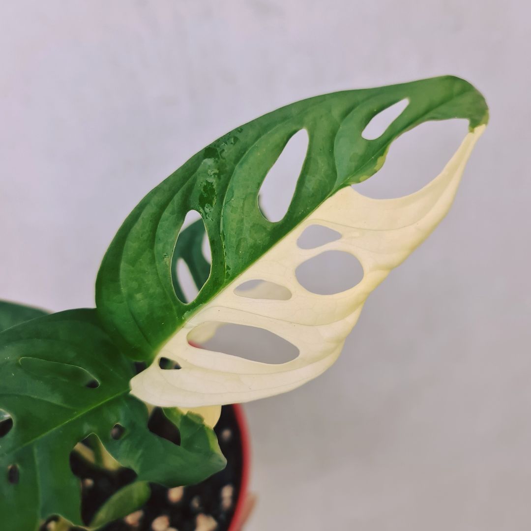 Monstera Adansonii Albo Japan Variegated KOKONATPLANT