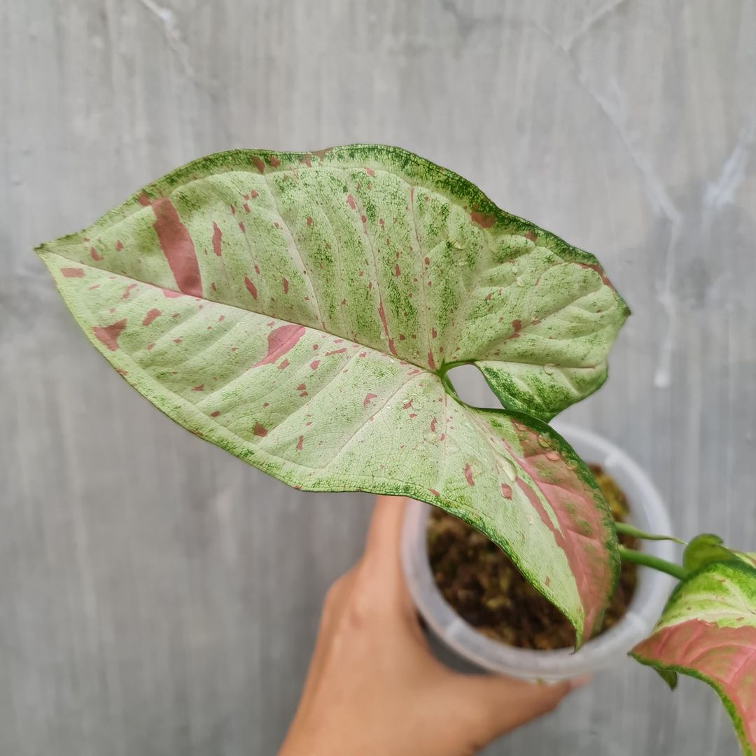 Syngonium Confetti Tropical Plants KOKONATPLANT