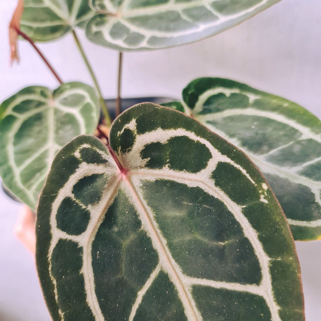 Anthurium Red Crystallinum NSE Tropical Plants KOKONATPLANT