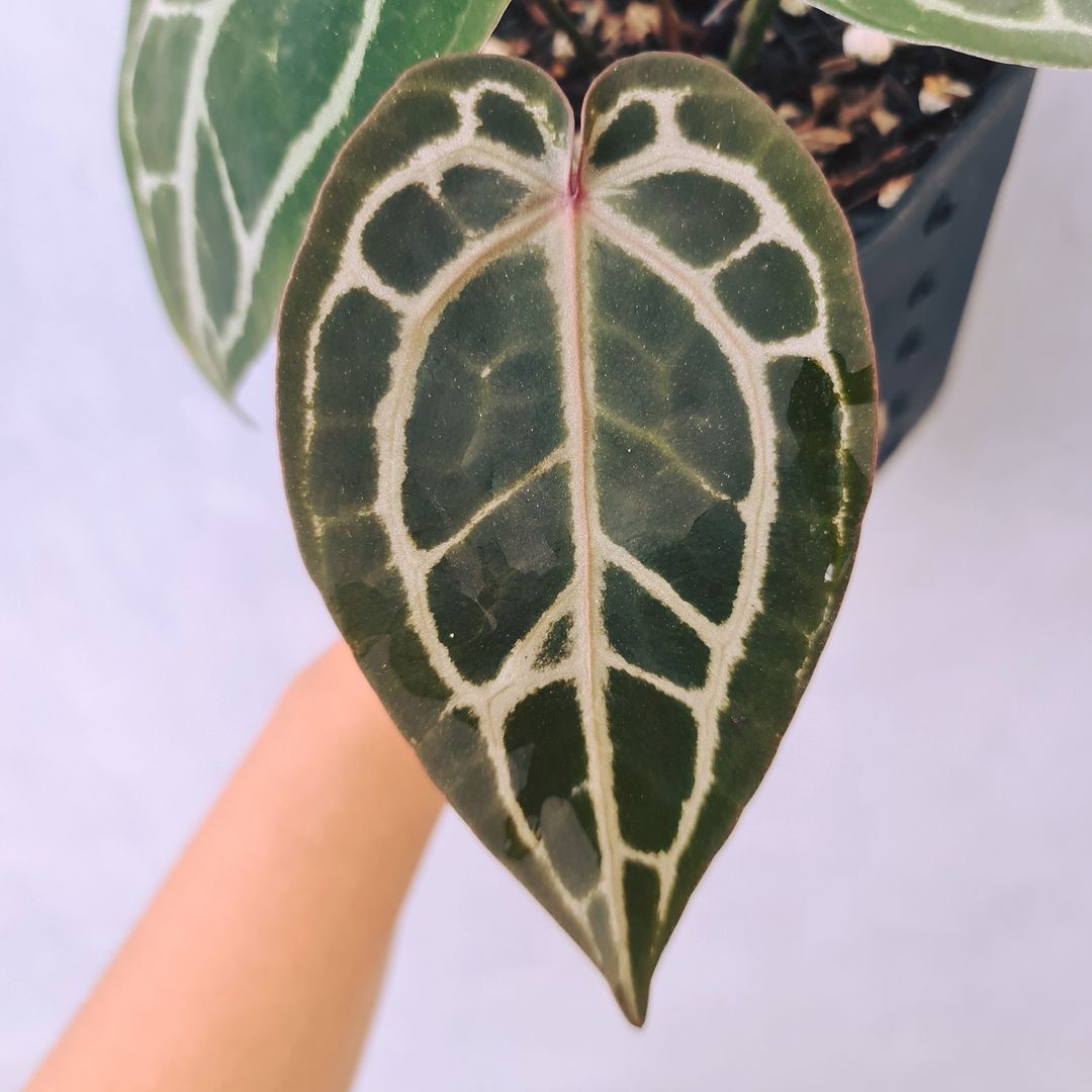Anthurium Red Crystallinum NSE Tropical Plants KOKONATPLANT