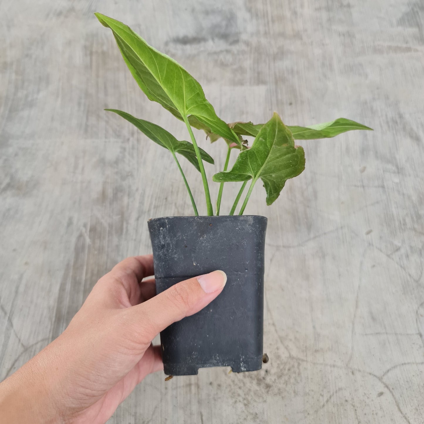 Syngonium Strawberry Milk Variegated Tropical Plants KOKONATPLANT