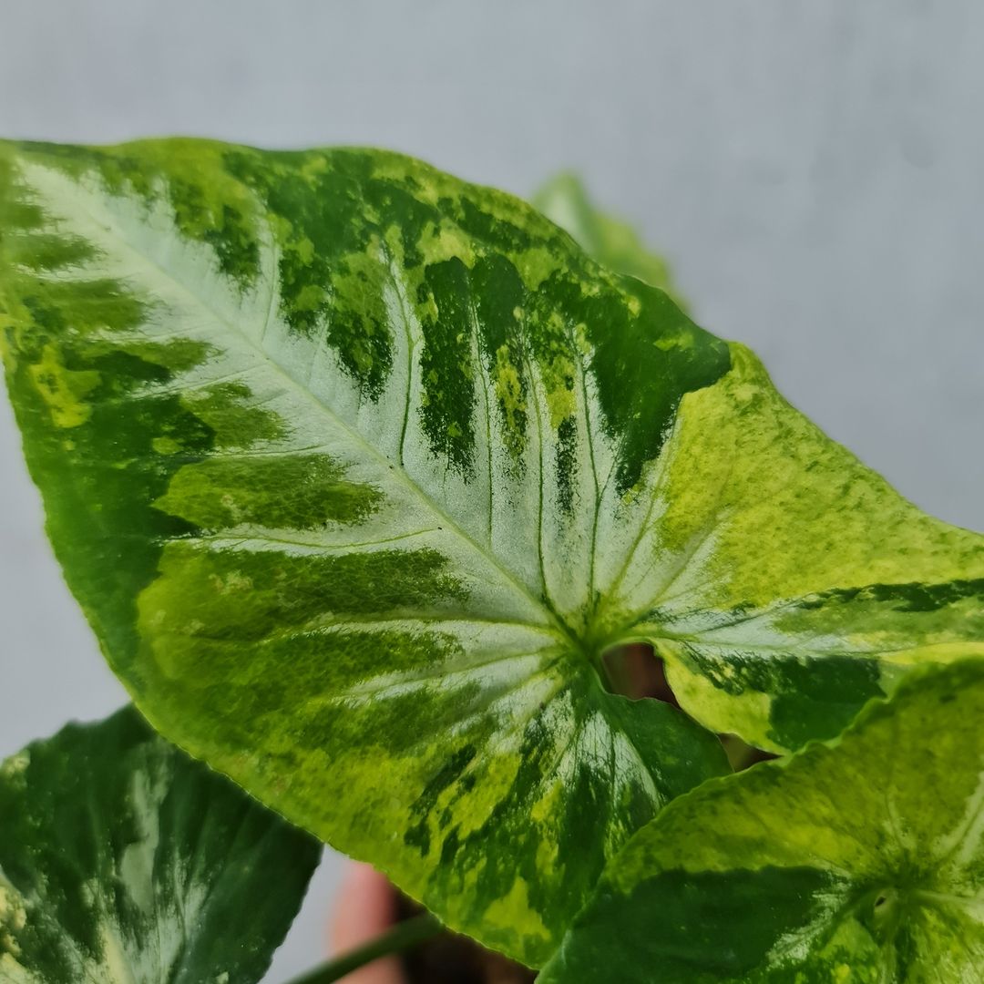 Syngonium Scramble Egg Variegated Tropical Plants KOKONATPLANT