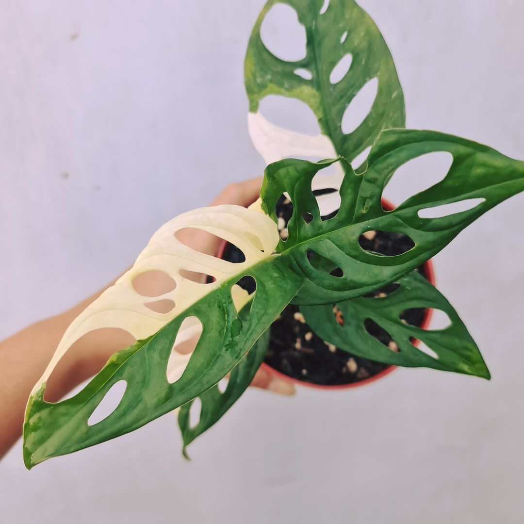Monstera Adansonii Albo Japan Variegated KOKONATPLANT