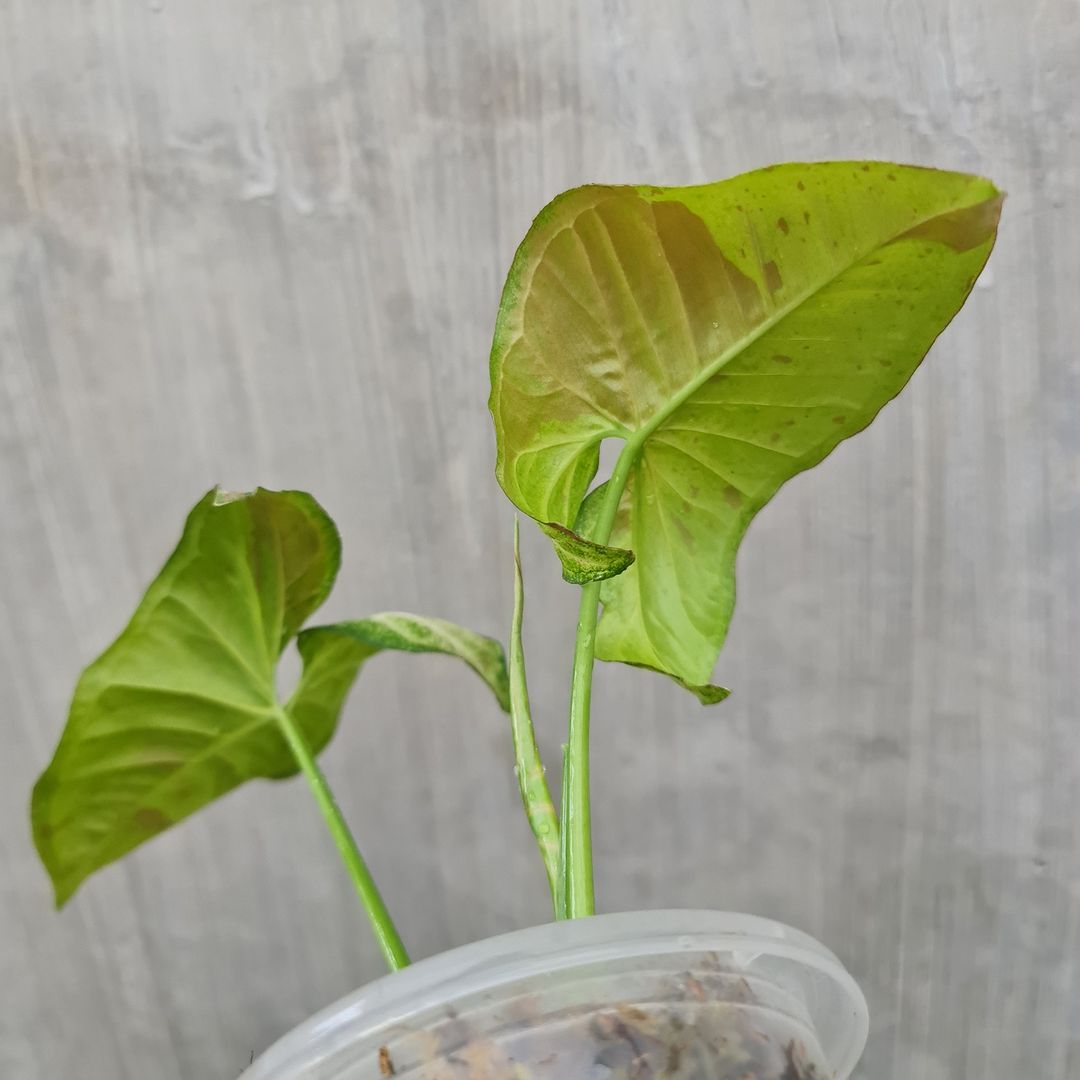 Syngonium Confetti Tropical Plants KOKONATPLANT
