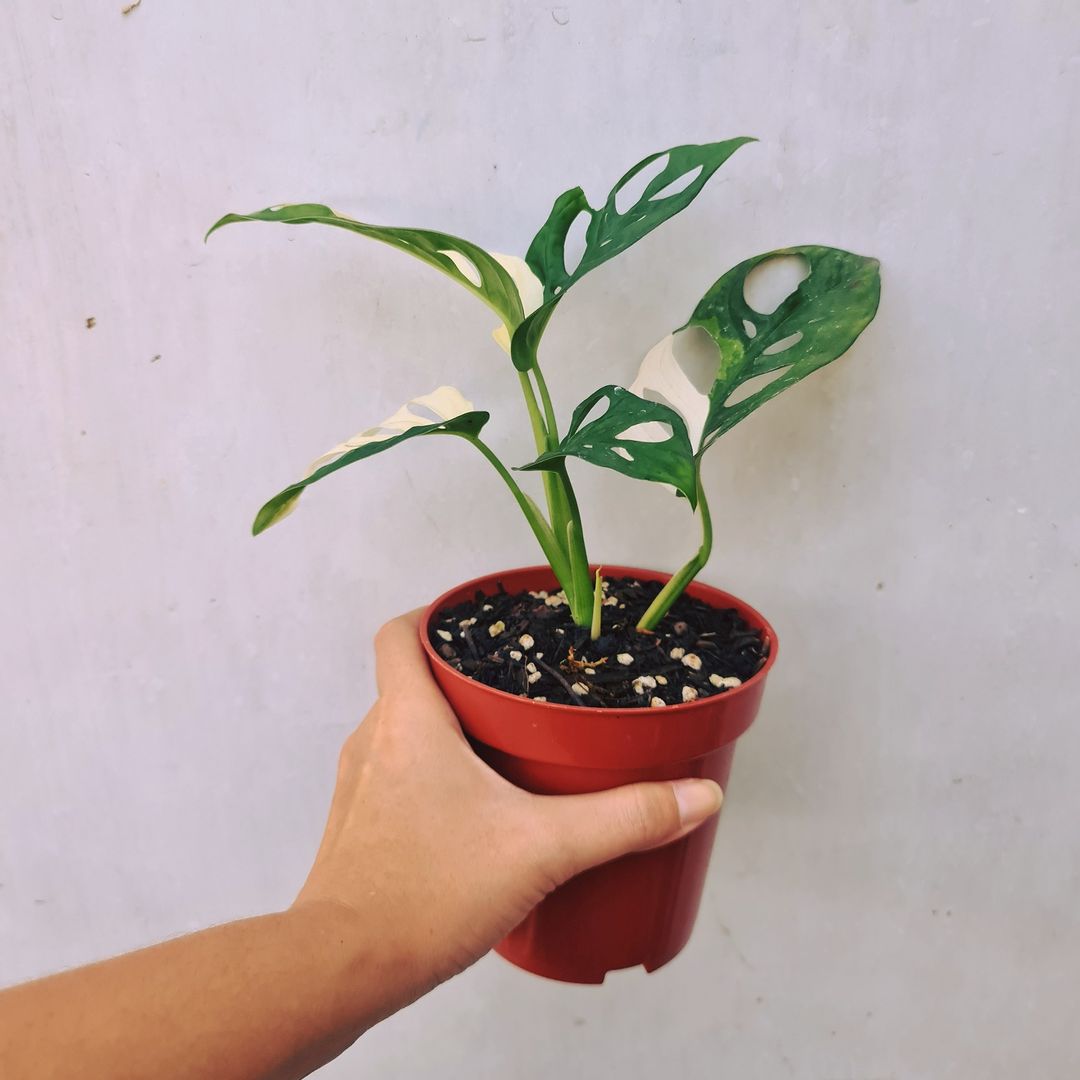 Monstera Adansonii Albo Japan Variegated KOKONATPLANT