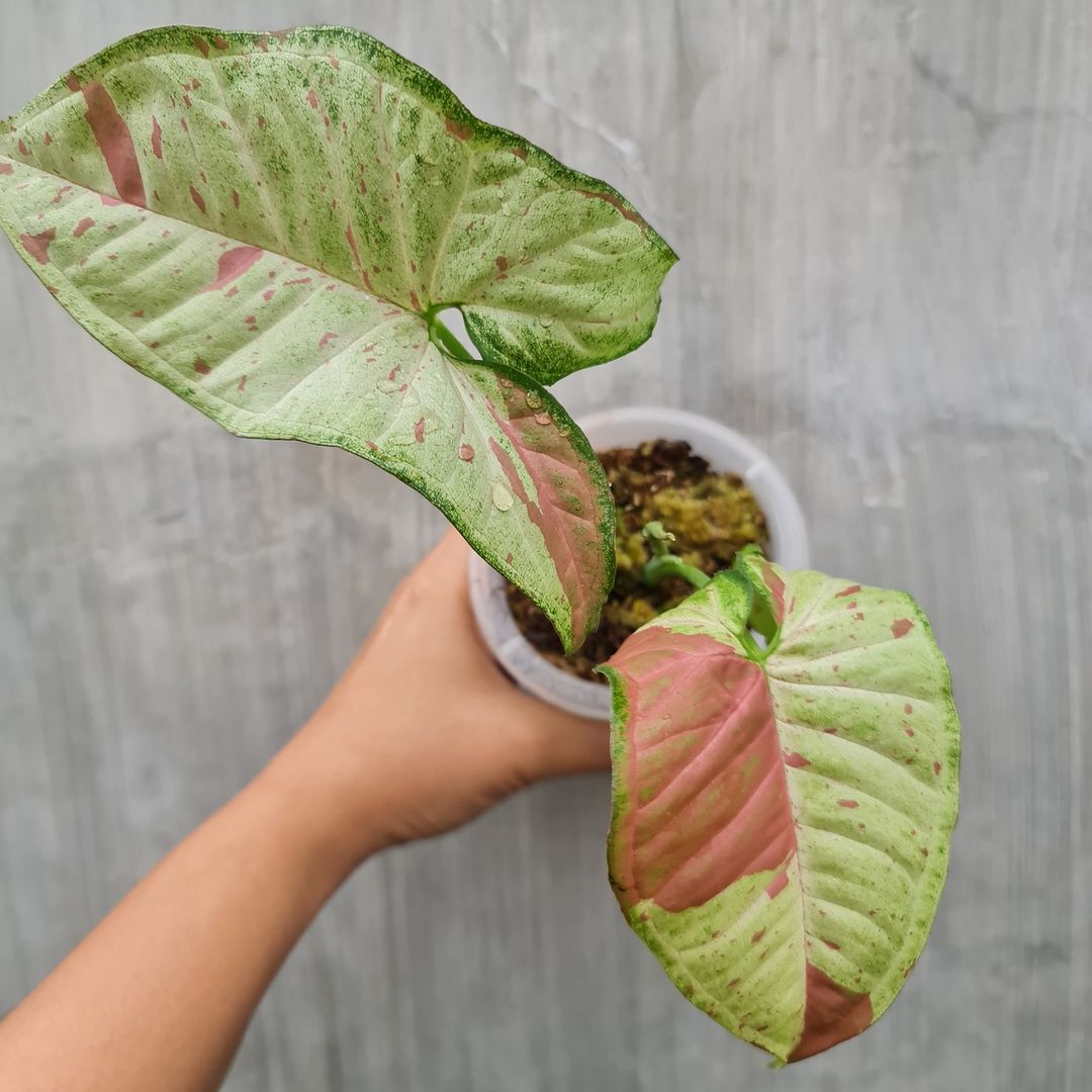Syngonium Confetti Tropical Plants KOKONATPLANT