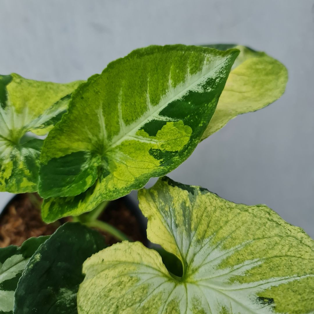 Syngonium Scramble Egg Variegated Tropical Plants KOKONATPLANT