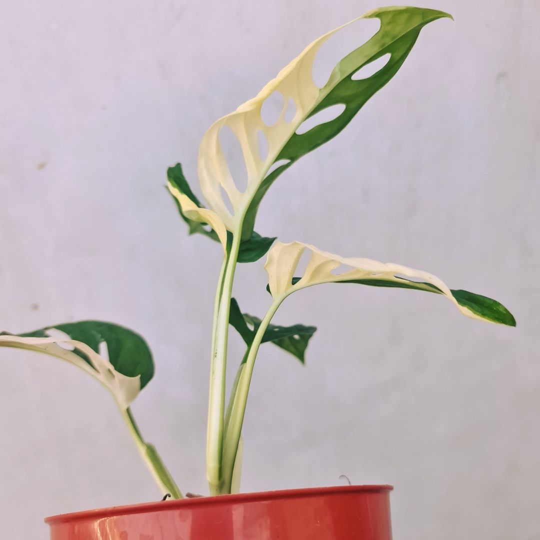 Monstera Adansonii Albo Japan Variegated KOKONATPLANT