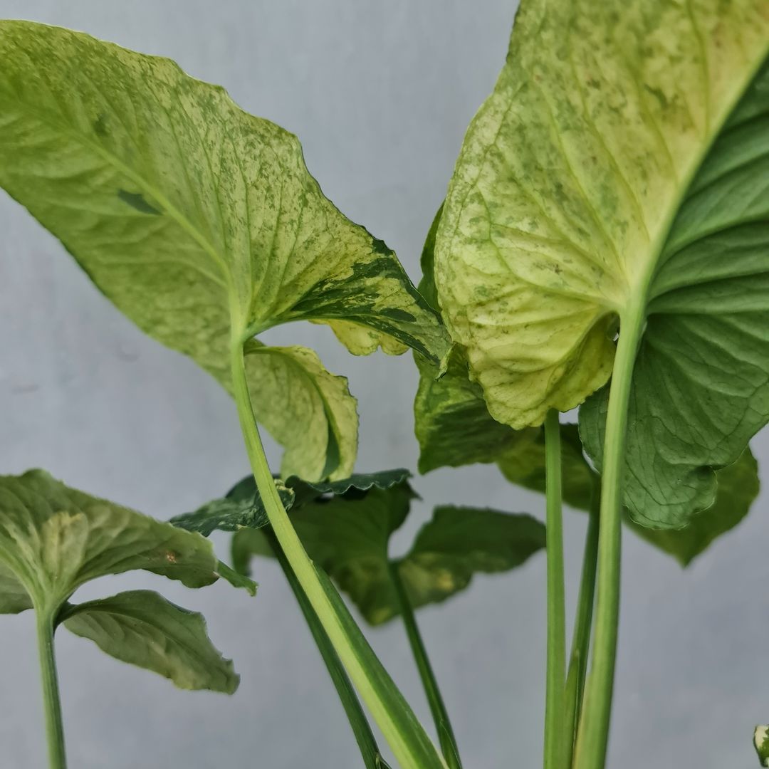 Syngonium Scramble Egg Variegated Tropical Plants KOKONATPLANT