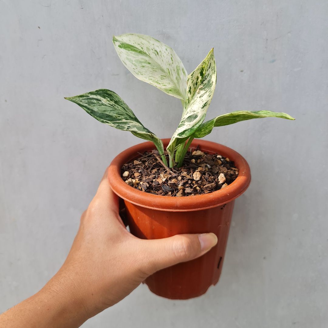 Scindapsus Treubii Marble Variegated Tropical Plants KOKONATPLANT