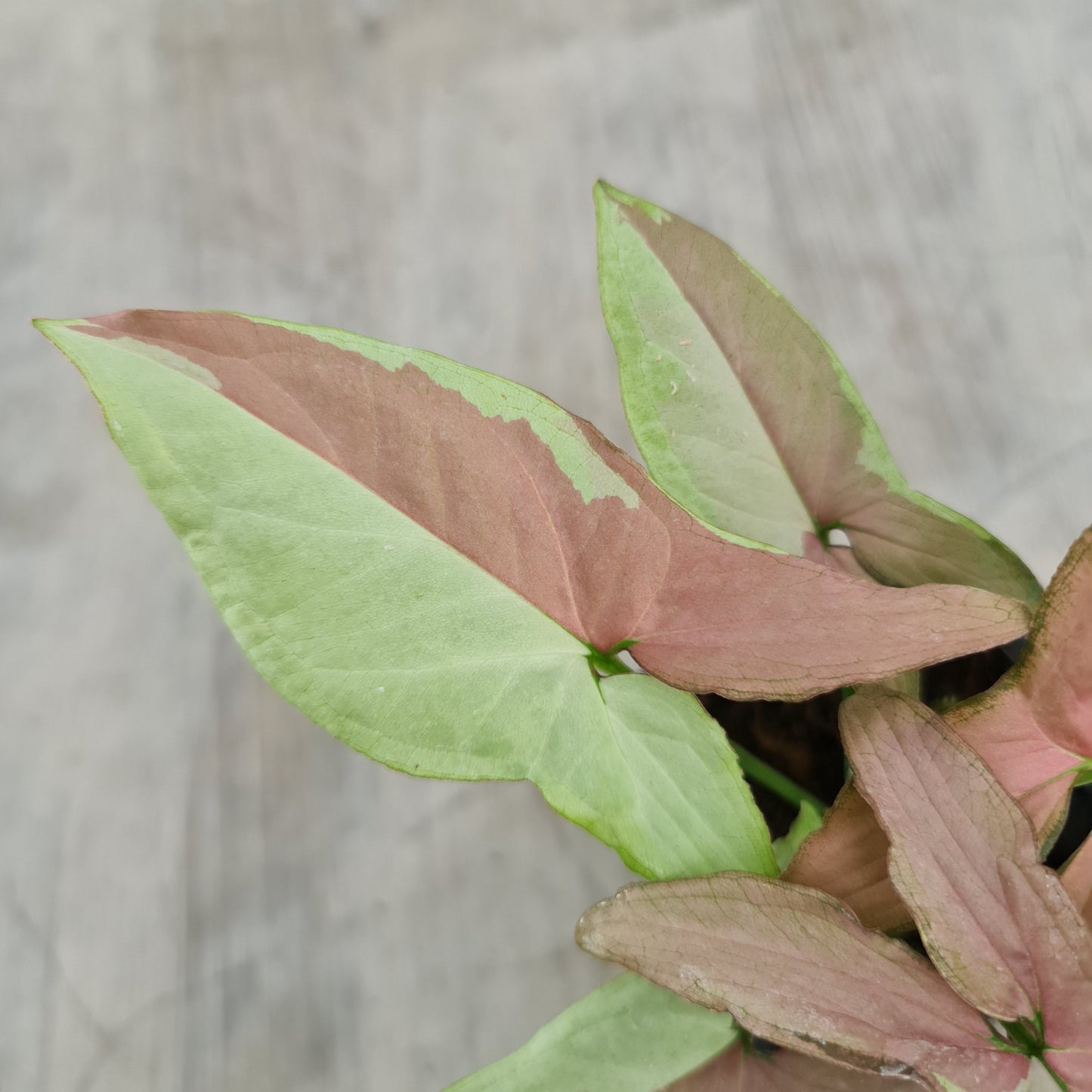 Syngonium Strawberry Milk Variegated Tropical Plants KOKONATPLANT