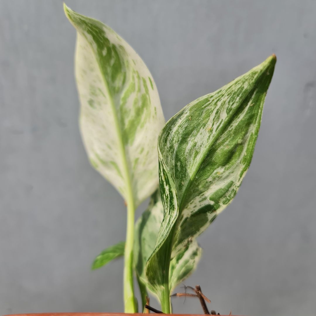 Scindapsus Treubii Marble Variegated Tropical Plants KOKONATPLANT