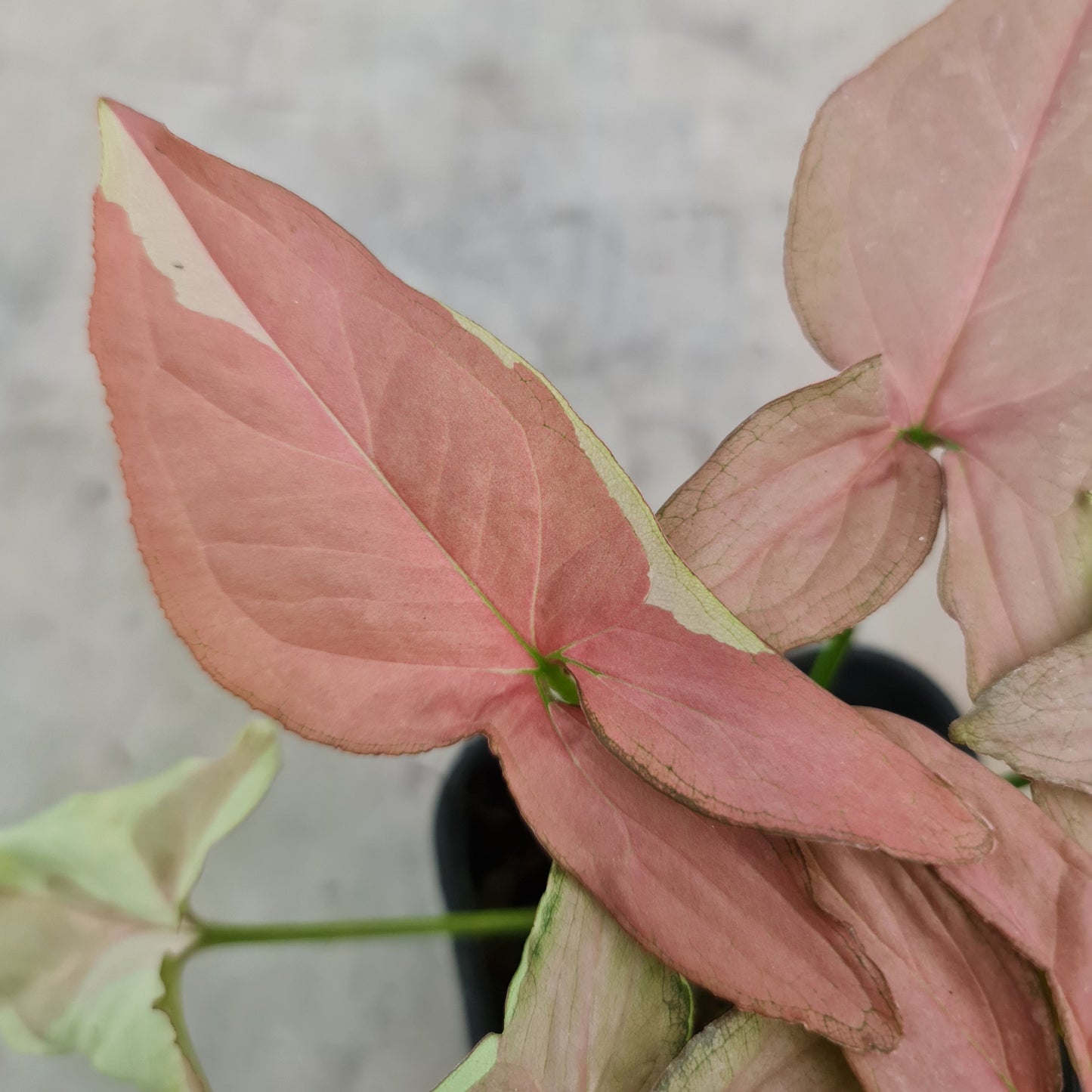 Syngonium Strawberry Milk Variegated Tropical Plants KOKONATPLANT