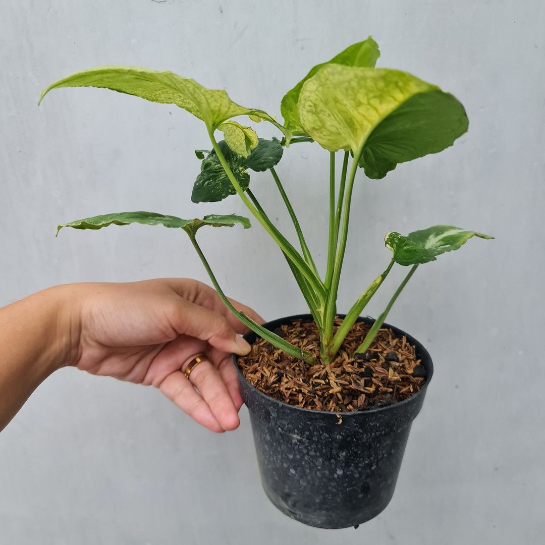 Syngonium Scramble Egg Variegated Tropical Plants KOKONATPLANT