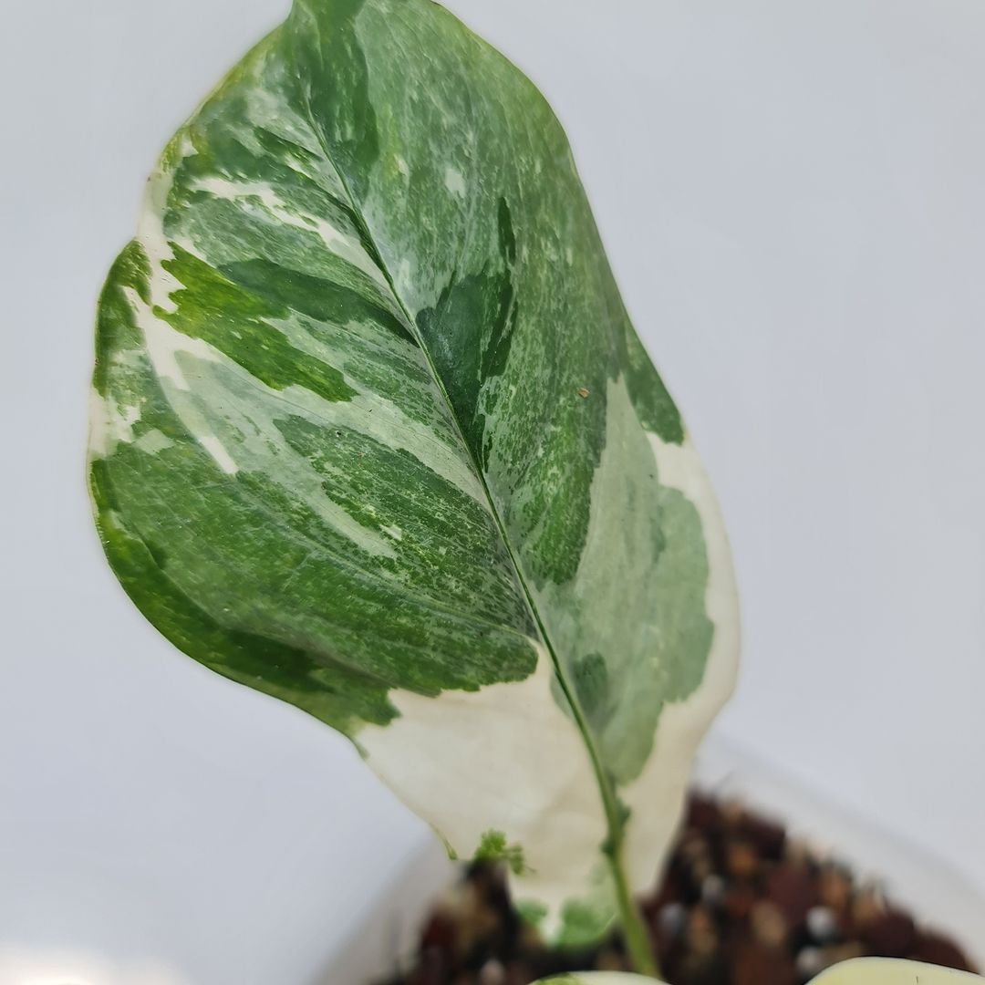 Monstera Lechleriana Variegated Tropical Plants KOKONATPLANT