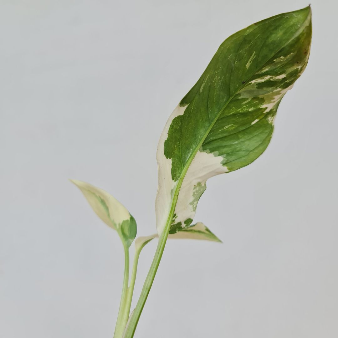 Monstera Lechleriana Variegated Tropical Plants KOKONATPLANT