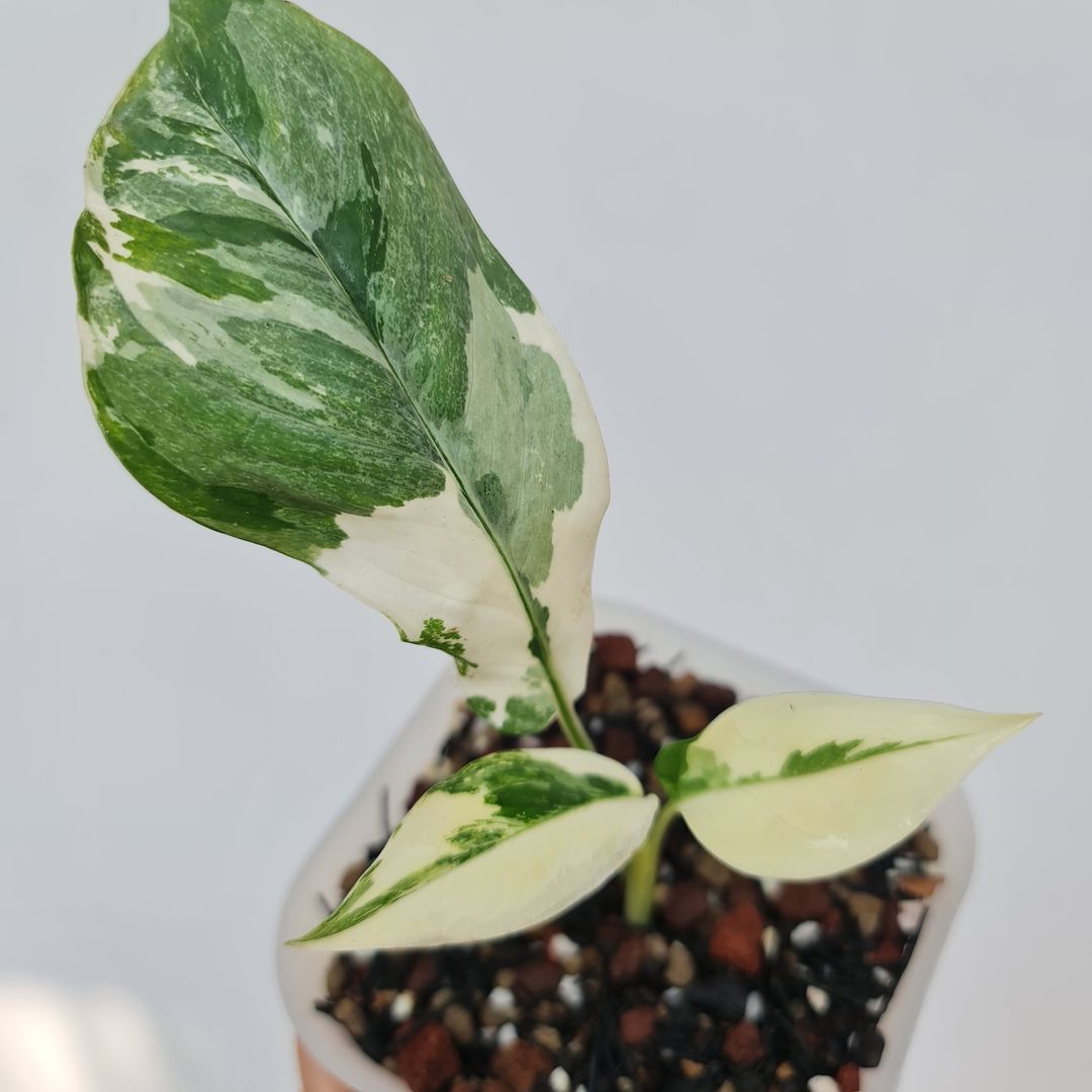 Monstera Lechleriana Variegated Tropical Plants KOKONATPLANT