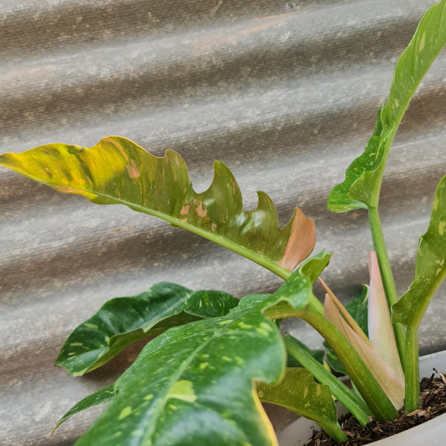 Philodendron Ring Of Fire Tropical Plants KOKONATPLANT