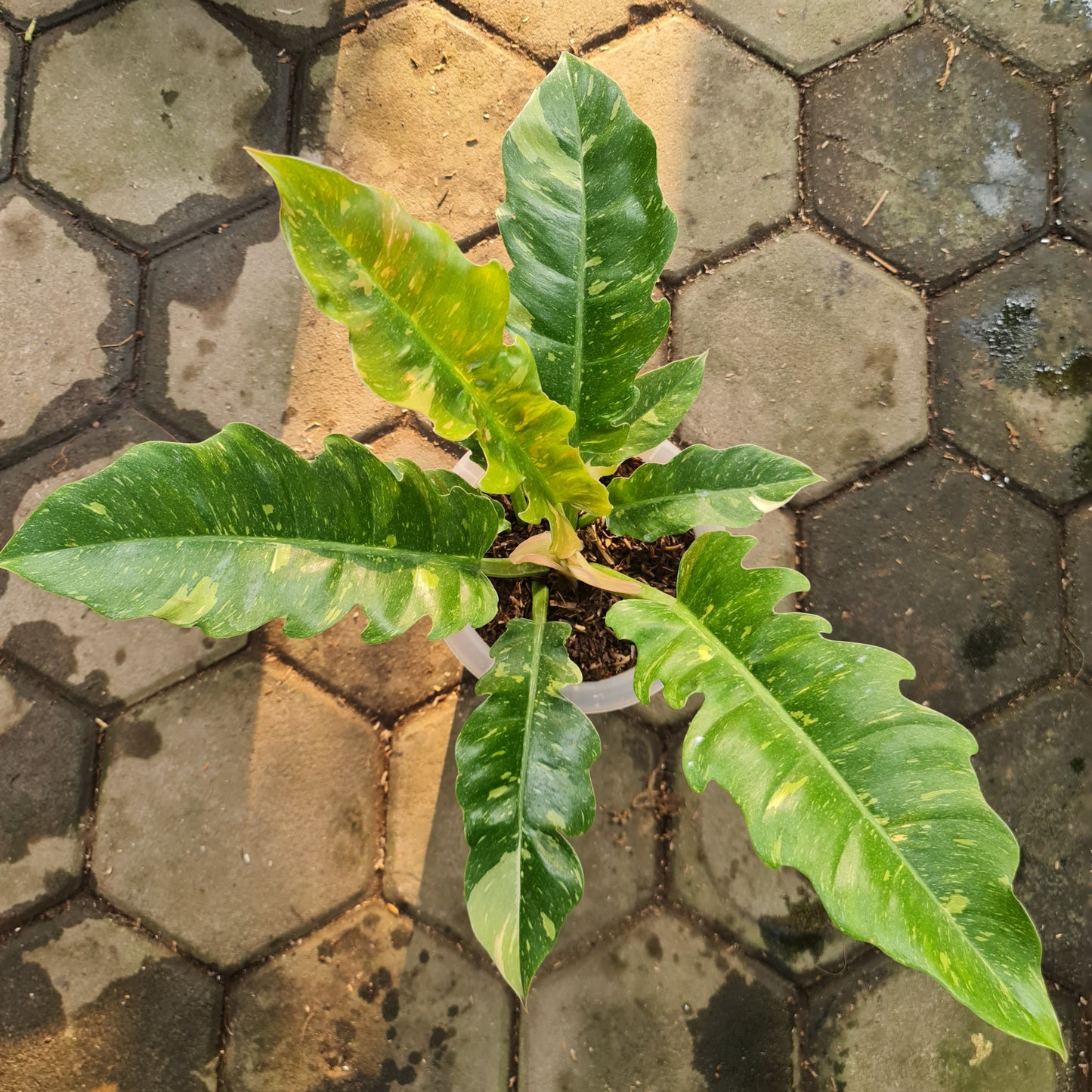 Philodendron Ring Of Fire Tropical Plants KOKONATPLANT