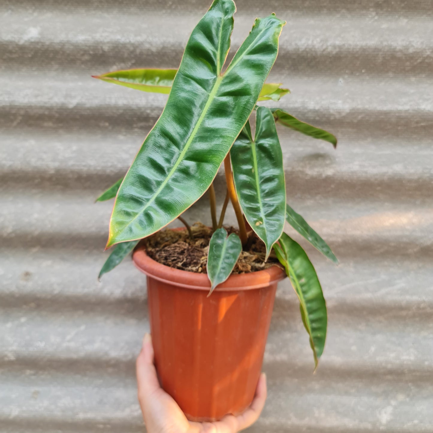 Philodendron Billietiae Tropical Plants KOKONATPLANT